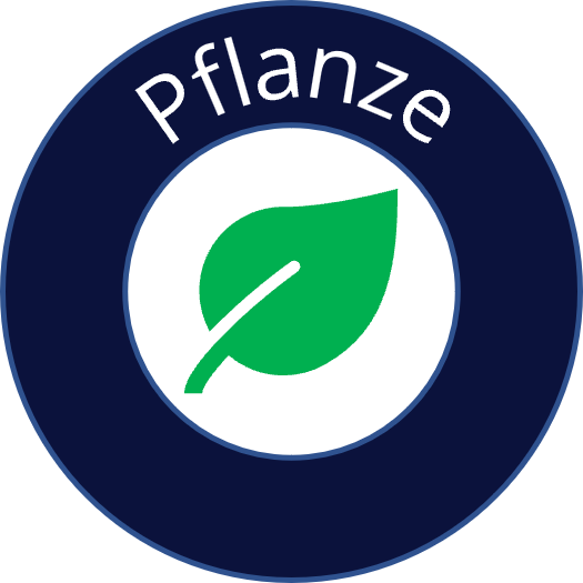 Pflanze Rund